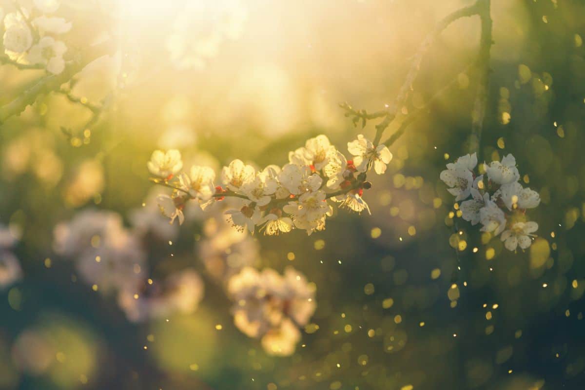 Seasonal Allergens White blossoms of a flowering tree are dappled by translucent yellow spots indicative of pollen. Sunlight is brightest at the top of the image as the blurry background moves downwards blues and greens indicative of more foliage are introduced.