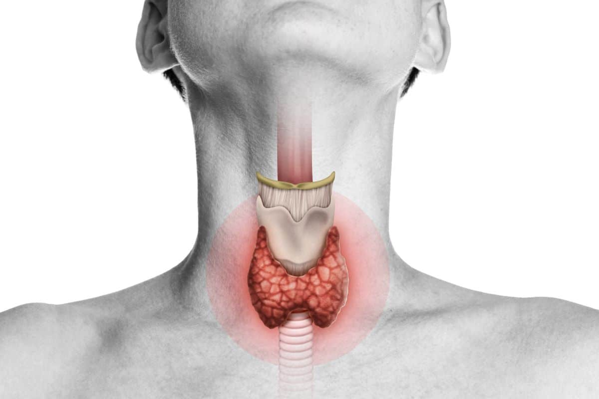 Thyroid-parathyroid-internal-image image of a real person with their chin lifted up and a rendering of the internal structure of the throat